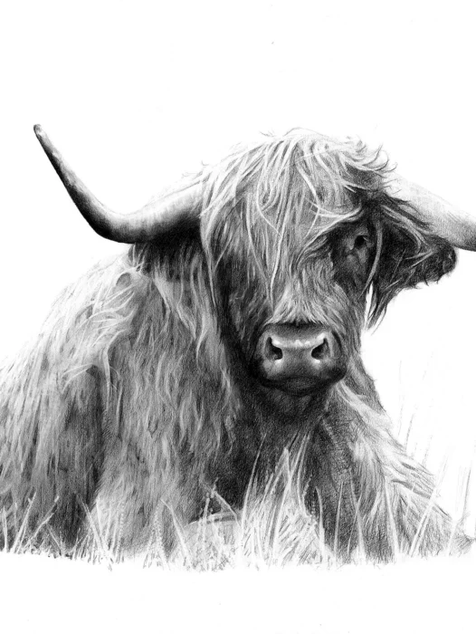 Highland Cow Poster Wallpaper