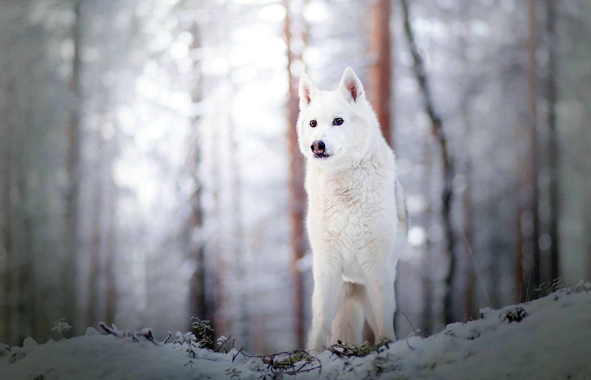 Highland Snow Wolf Wallpaper
