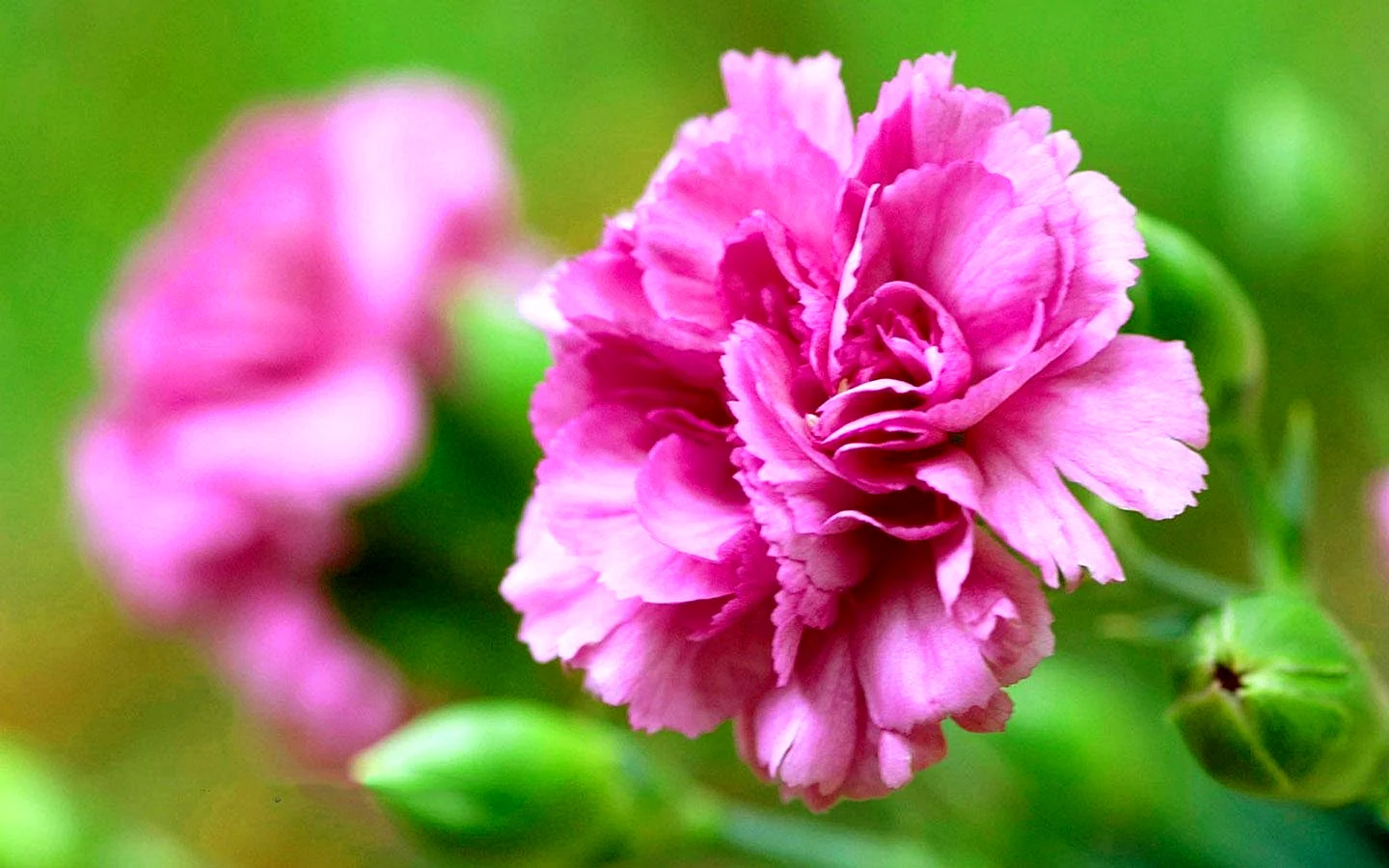 Hoa cẩm Chướng Wallpaper