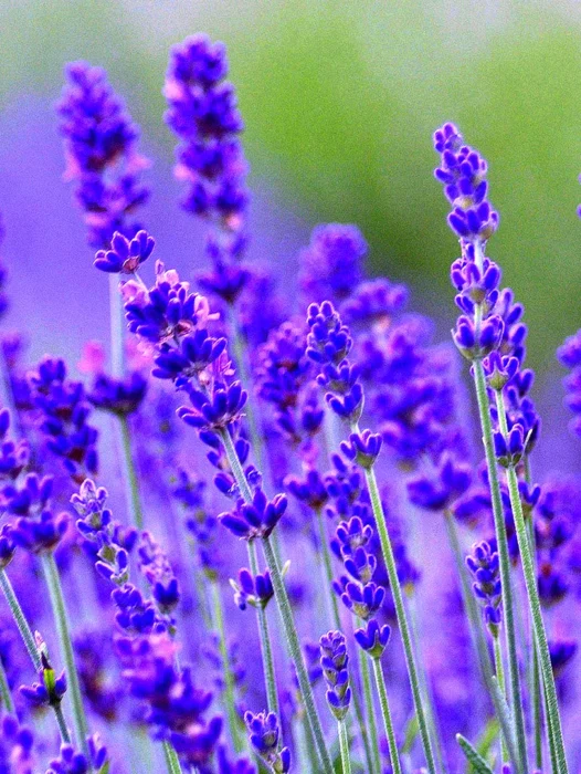 Hoa Lavender Wallpaper