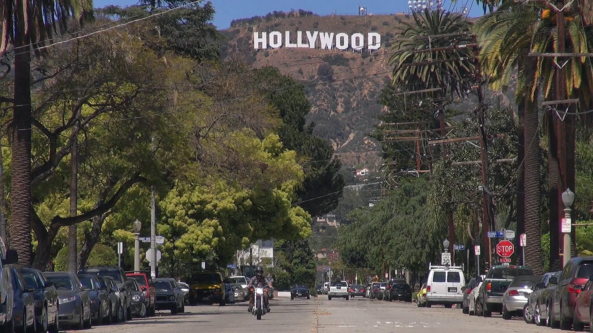 Hollywood Palm Tree Street Hollywood Wallpaper