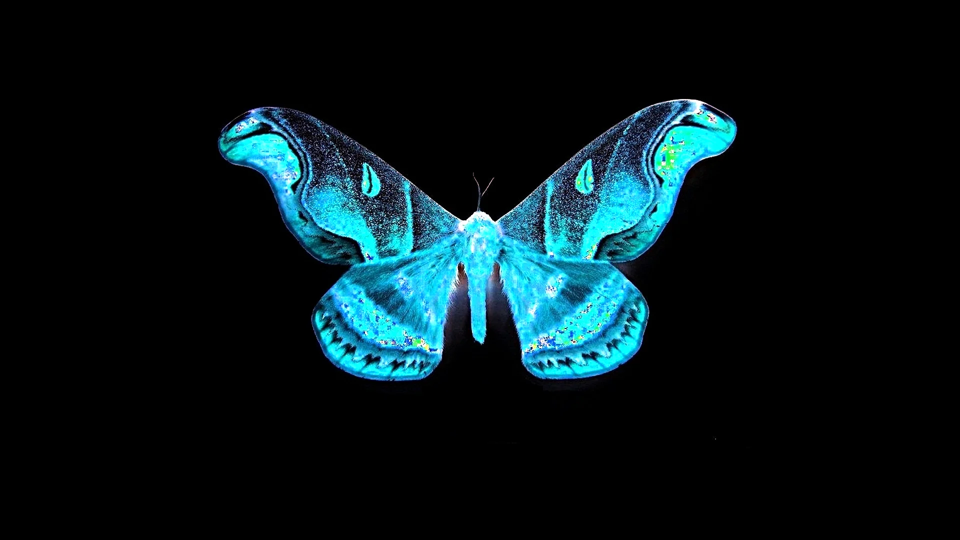 Holographic Butterfly Wallpaper