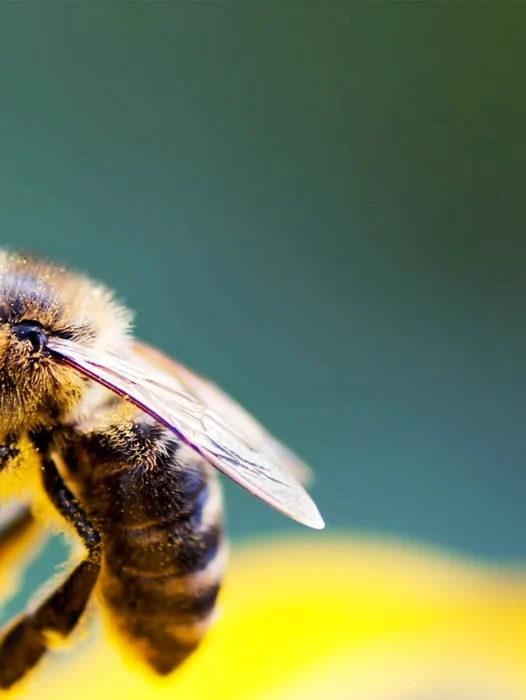 Honey Bee Wallpaper