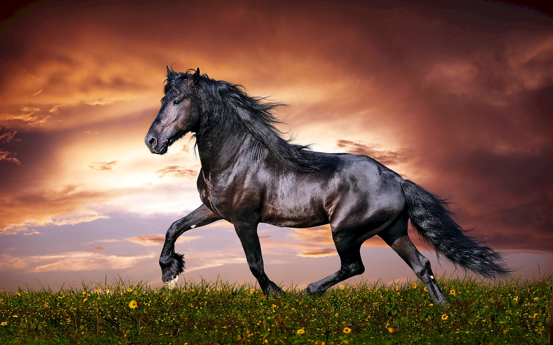 Horse Wallpaper