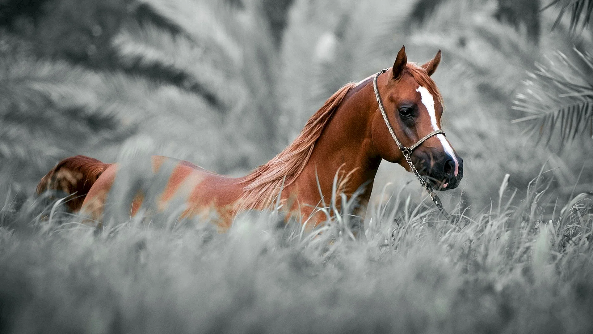 Horse Wallpaper