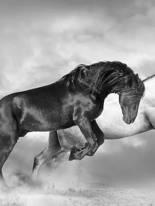 Horse Black And White Wallpaper