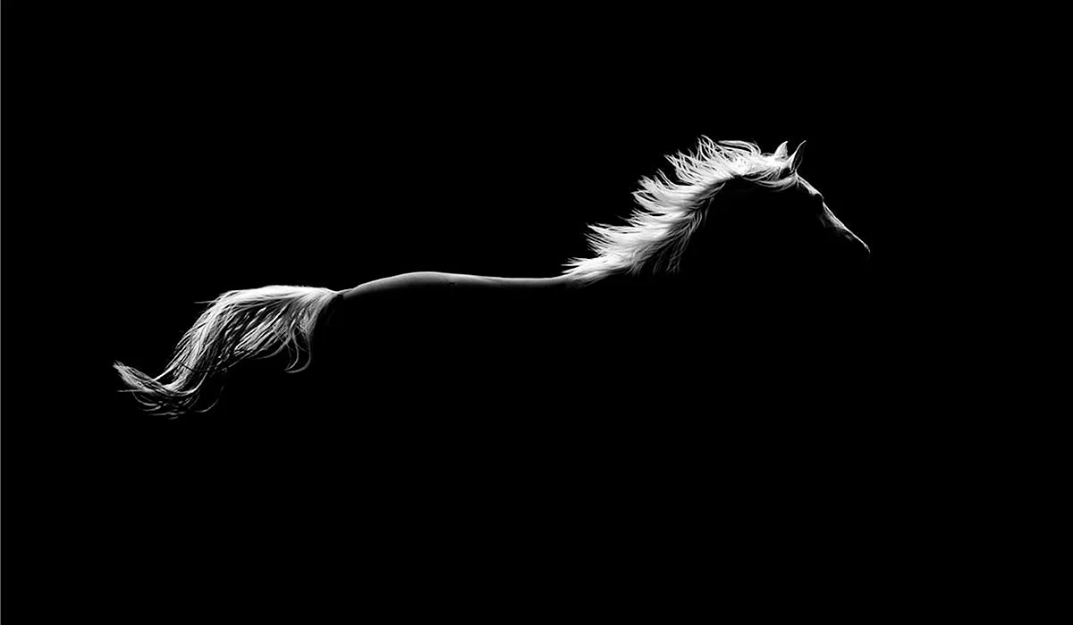 Horse Black And White Wallpaper