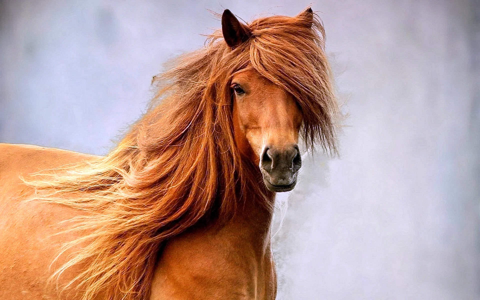 Horse Hair Wallpaper