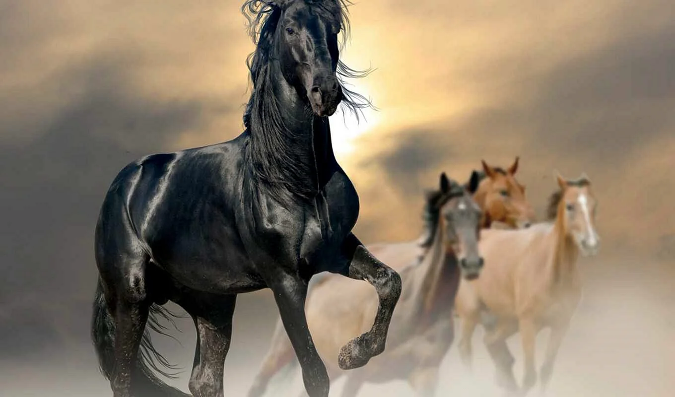 Horses Wallpaper