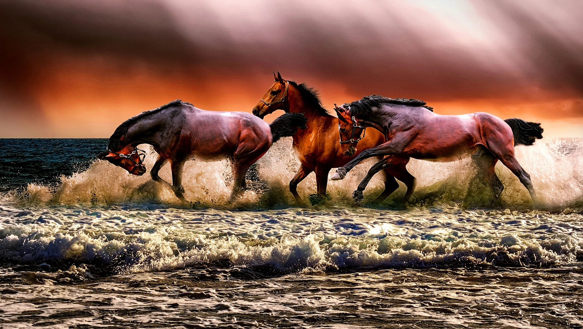 Horses Wallpaper