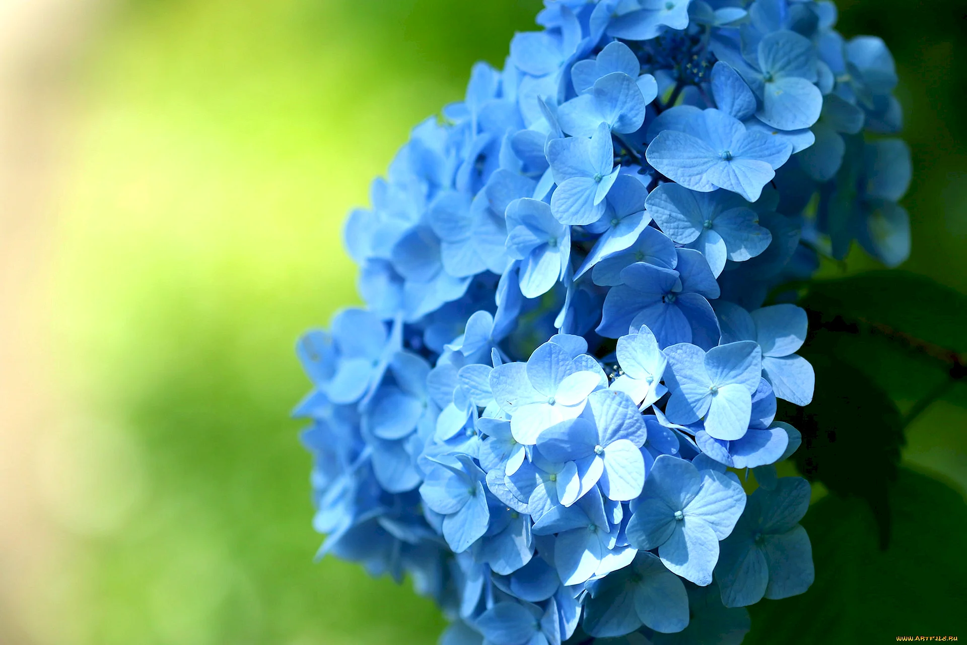 Hortensia Pattern Wallpaper