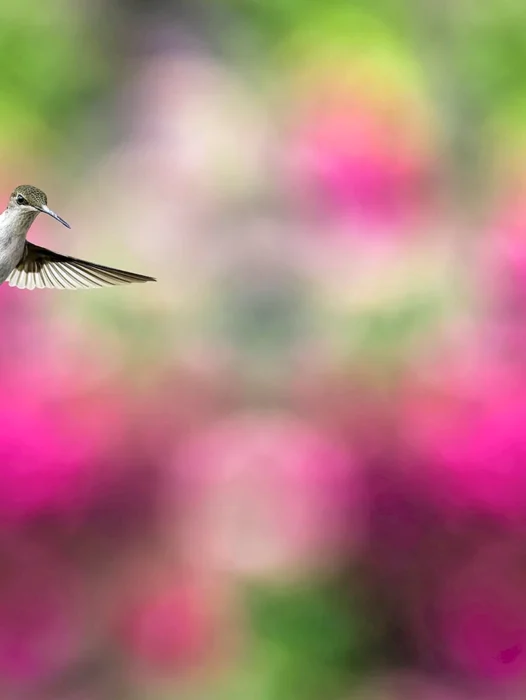Hummingbird Background Wallpaper