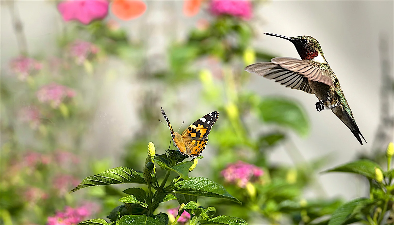 Hummingbird Garden Wallpaper