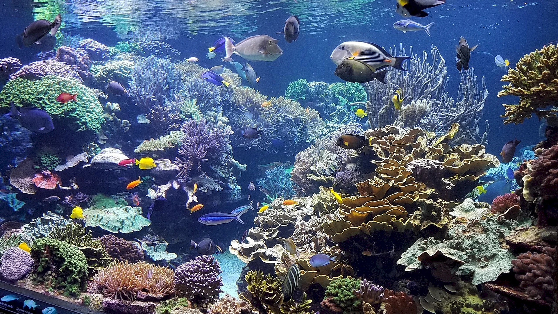 Hurghada Grand Aquarium Wallpaper