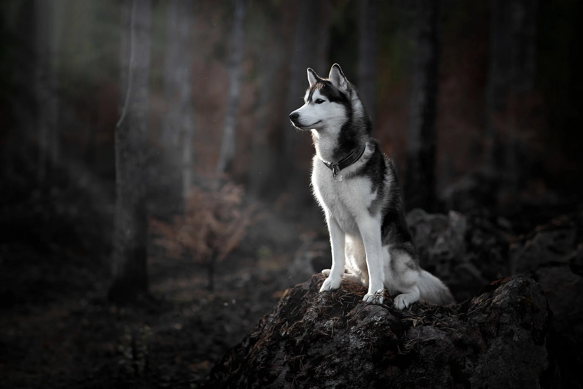 Husky Wallpaper