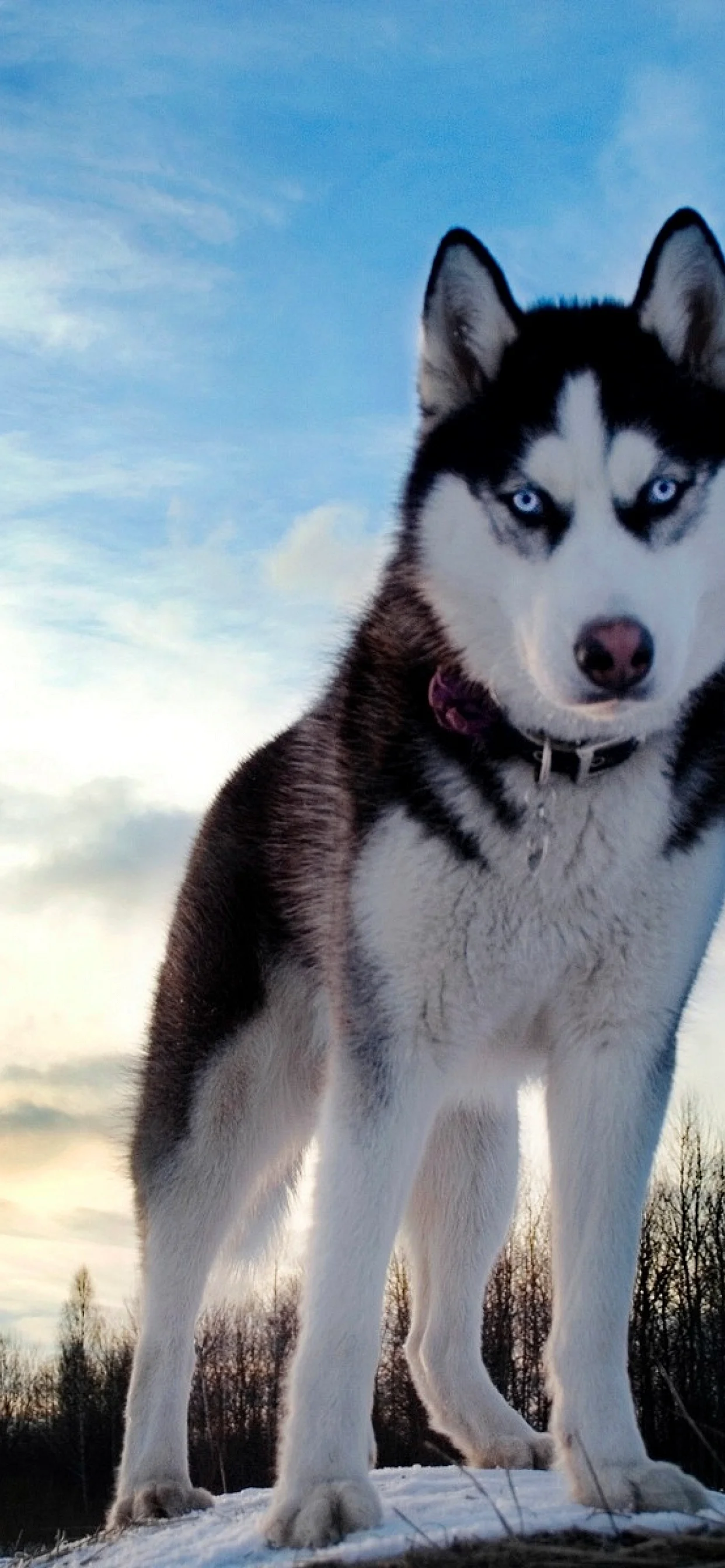 Husky Dog Wallpaper for iPhone 11 Pro Max