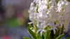 Hyacinth White Pearl Wallpaper