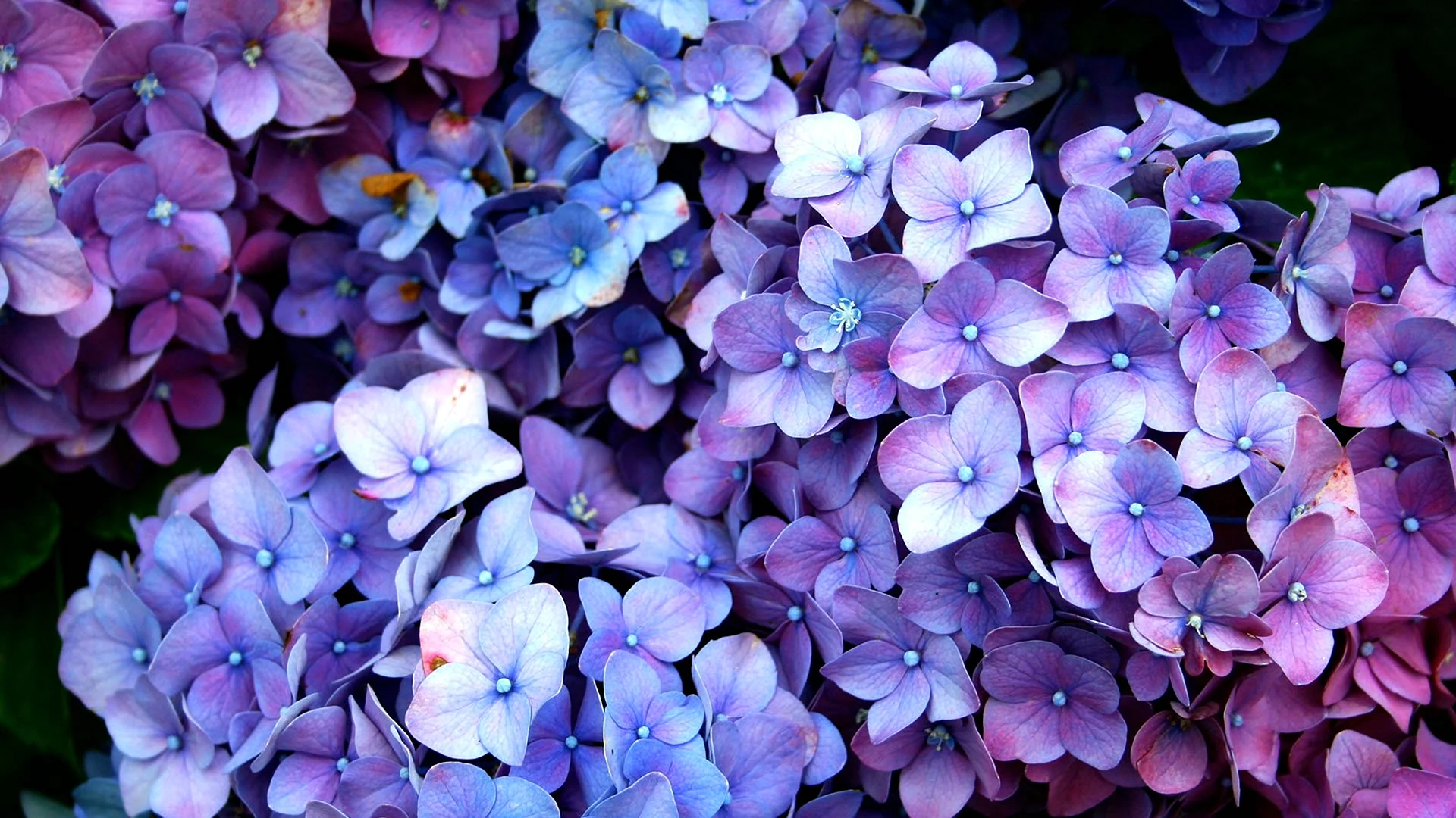 Hydrangea Wallpaper