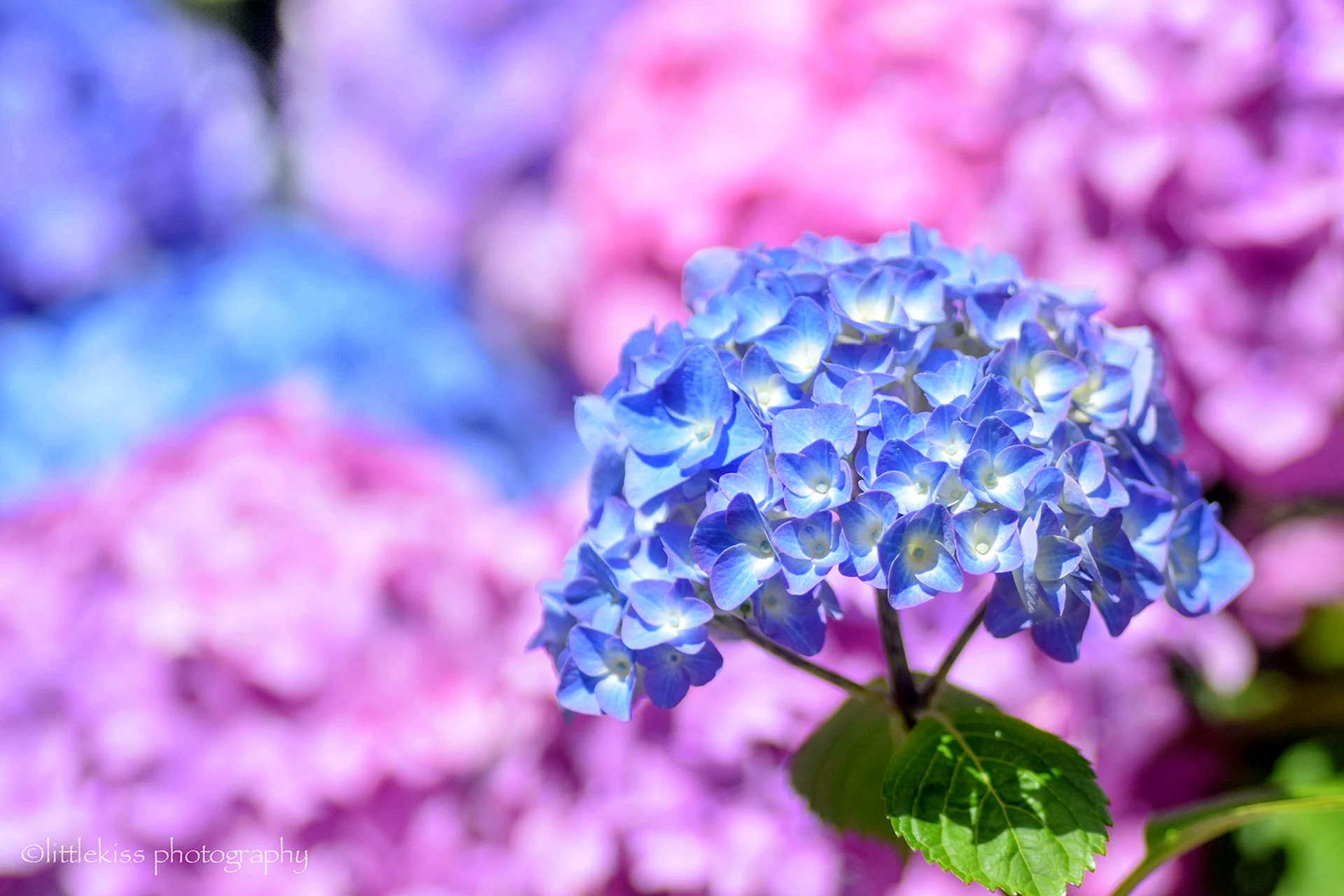 Hydrangea Aesthetic Wallpaper