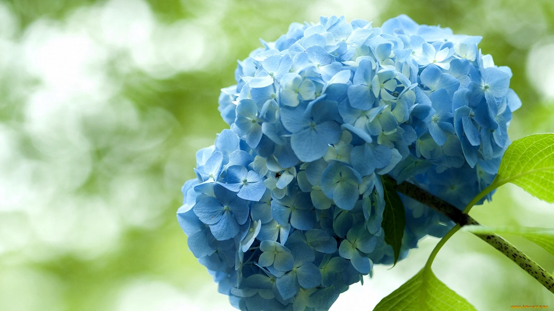 Hydrangea Background Wallpaper