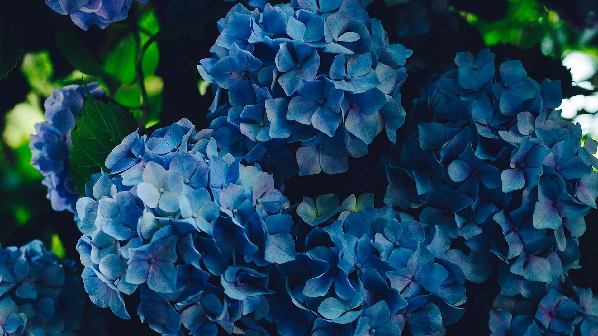 Hydrangea Petals Wallpaper