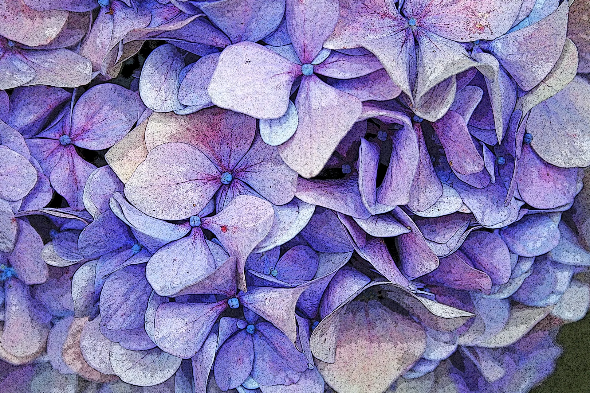 Hydrangea Petals Wallpaper