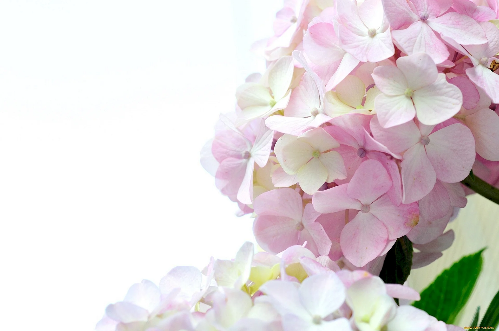 Hydrangea White Background Wallpaper