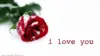 I Love You Roses Wallpaper