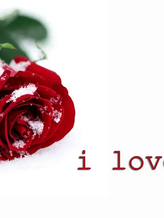 I Love You Roses Wallpaper