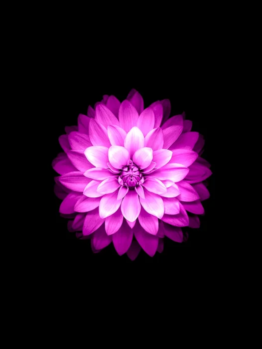 Ipad Flower Wallpaper For iPhone