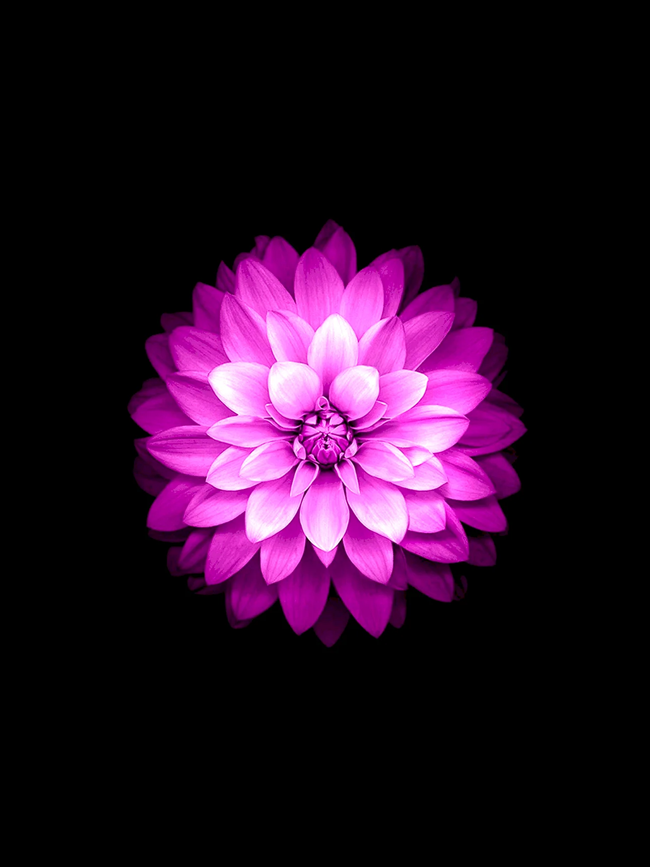 Ipad Flower Wallpaper For iPhone