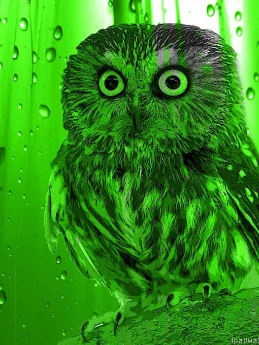 Ipad Owl Wallpaper