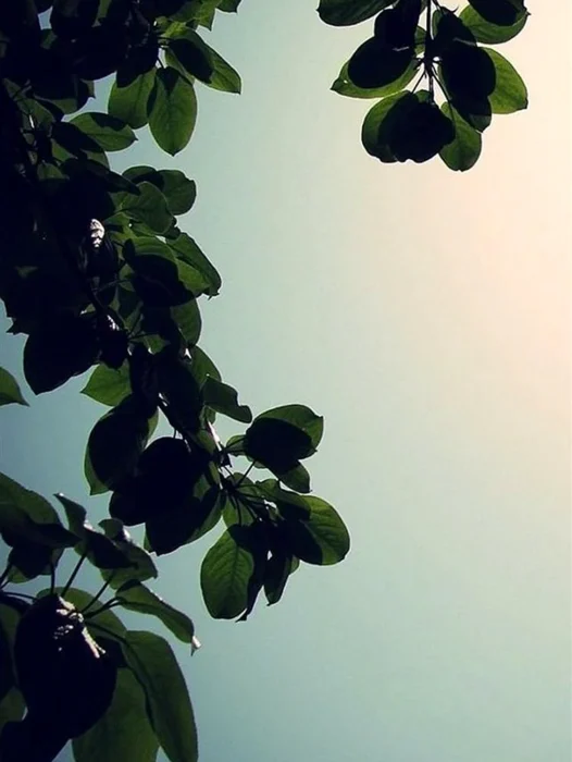 iPhone Plant Wallpaper For iPhone