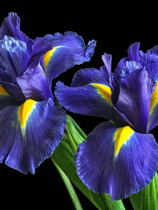 Iris Wallpaper