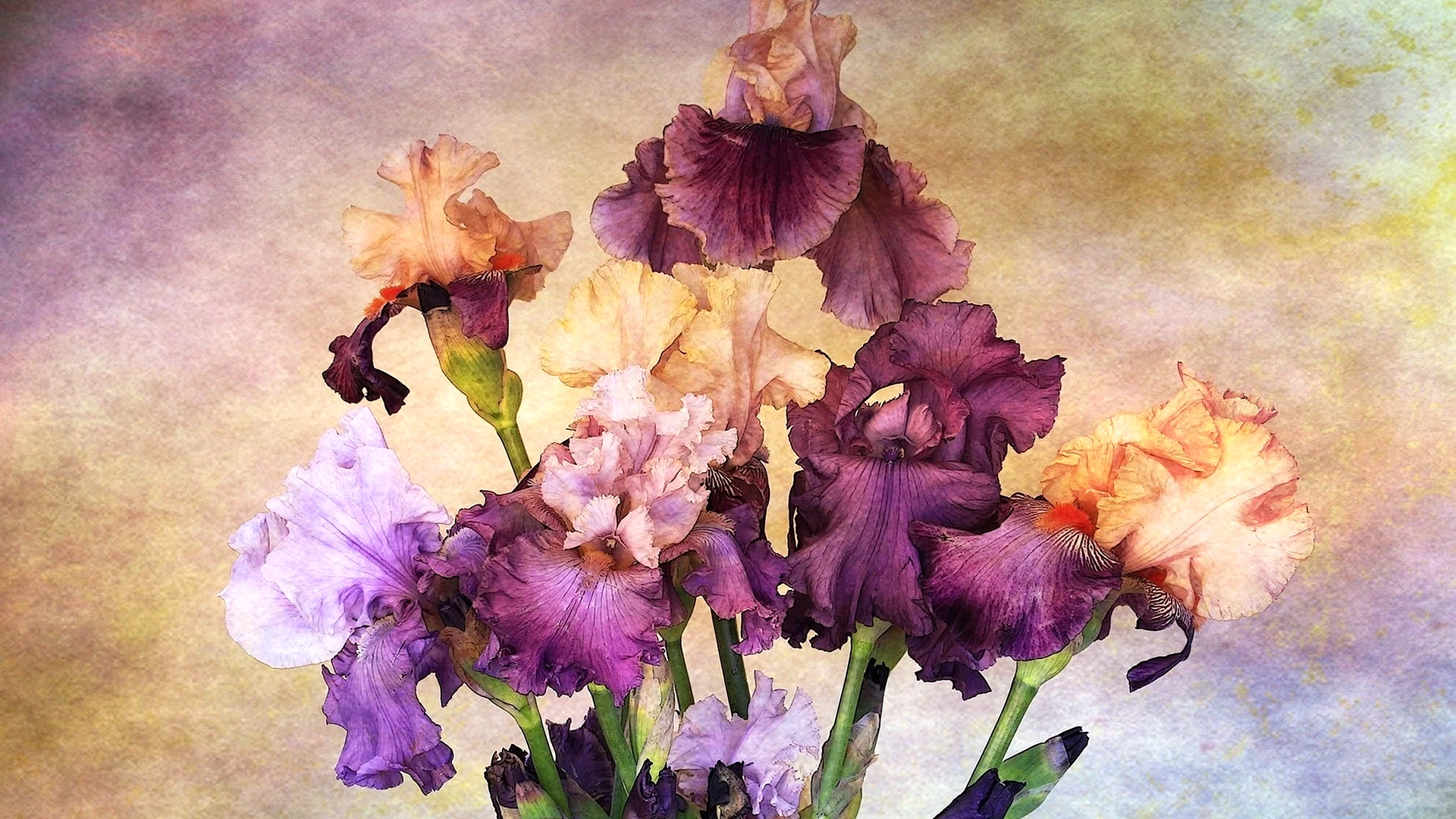 Iris Flower Art Wallpaper