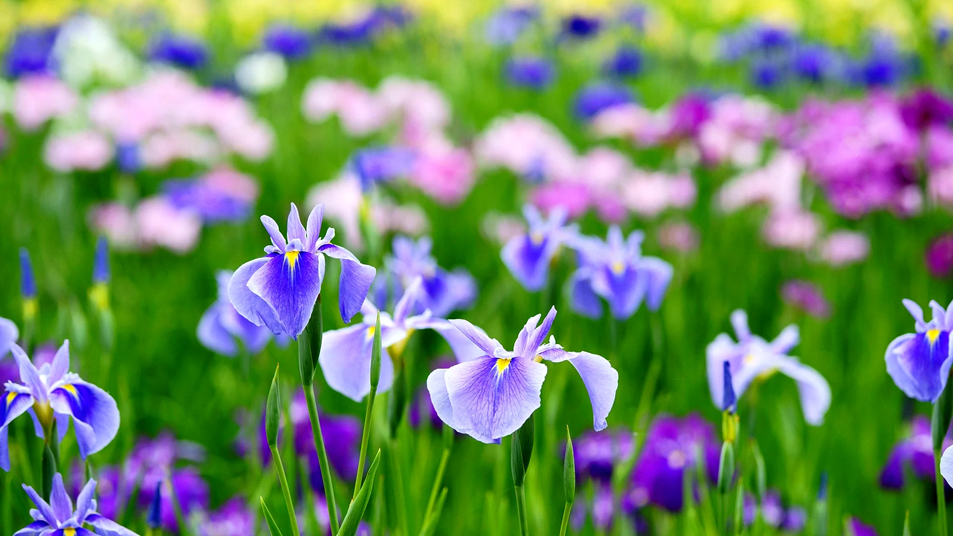 Irises Flowers Wallpaper