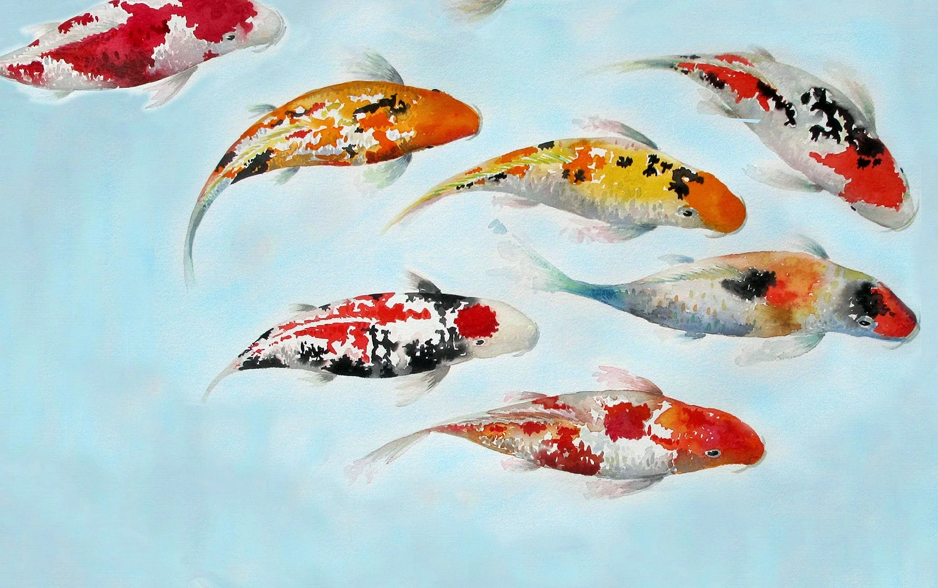 Japanese Koi Carp Wallpaper