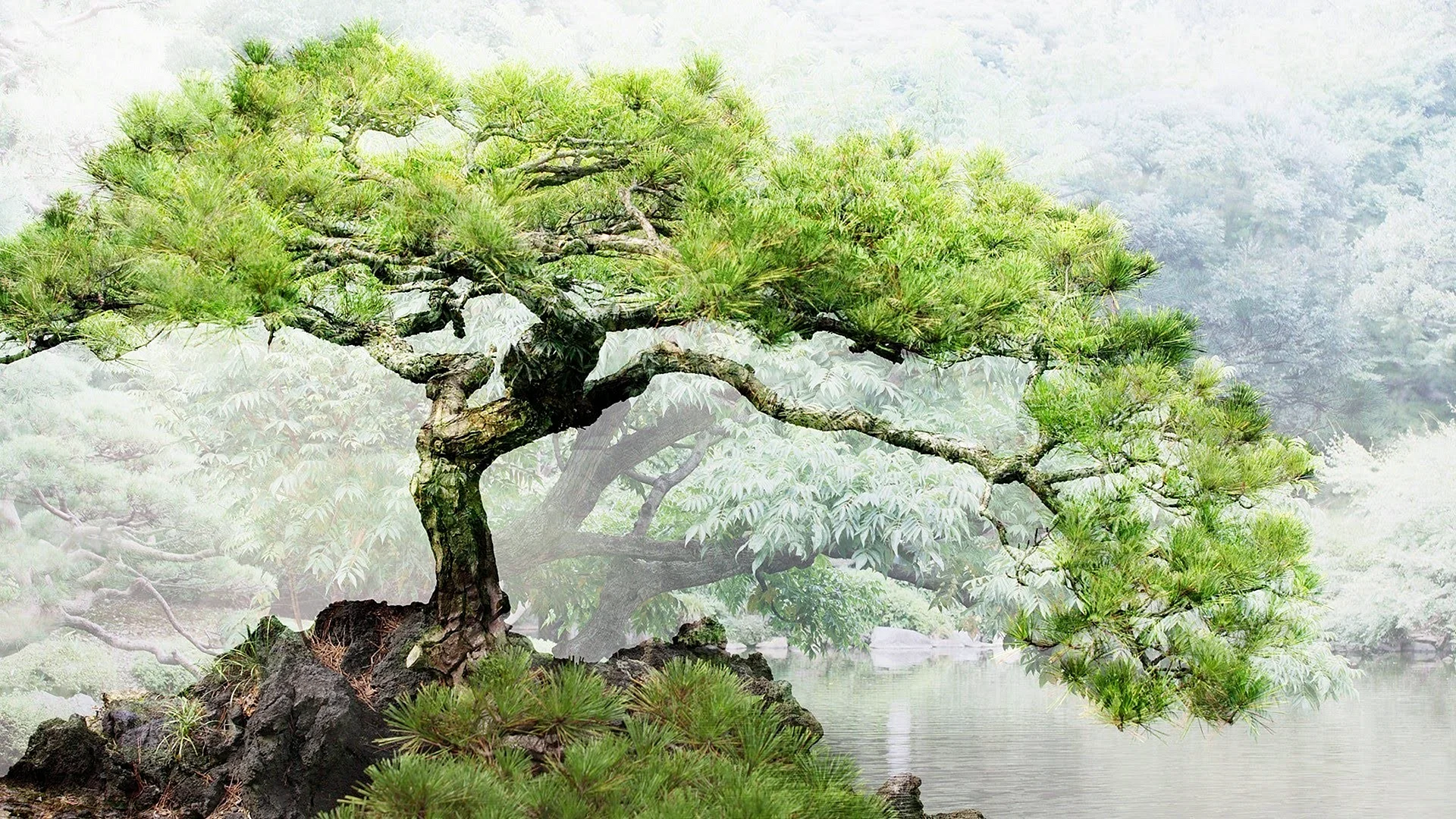 Japanese Pine Tree Wallpaper