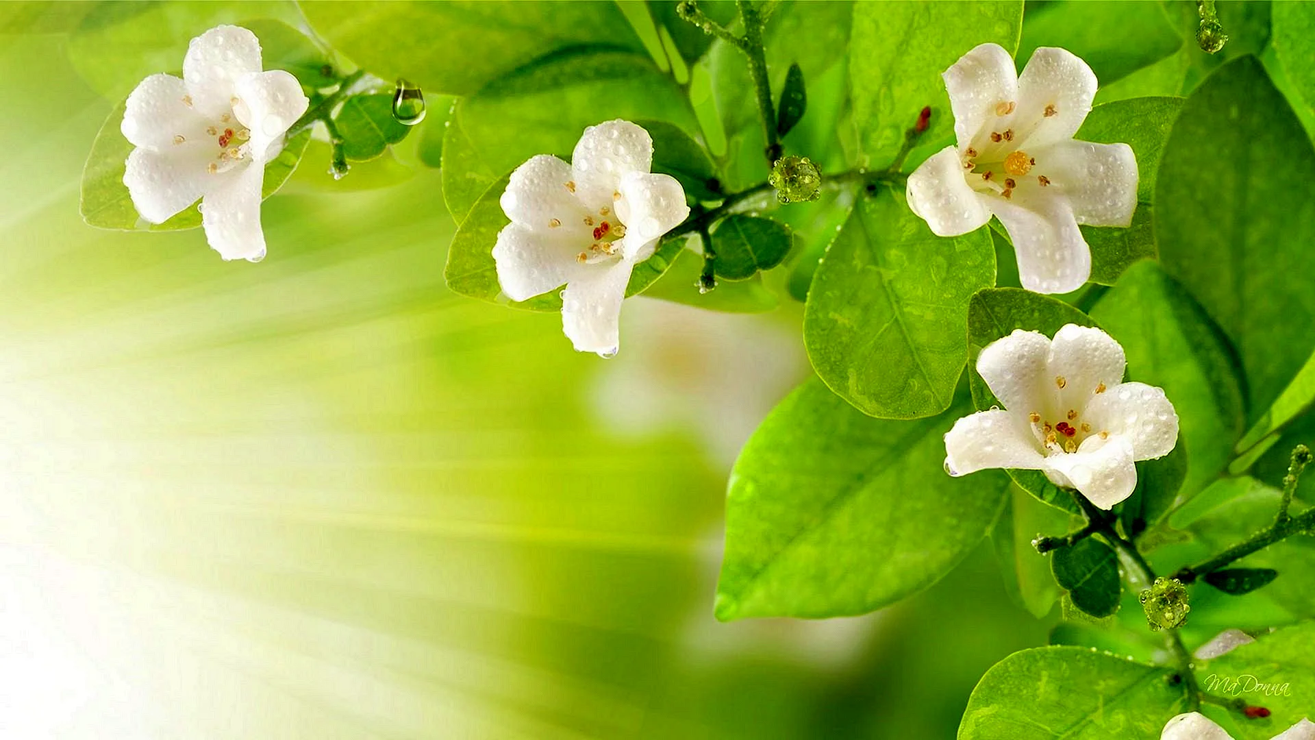 Jasmine Flower Wallpaper