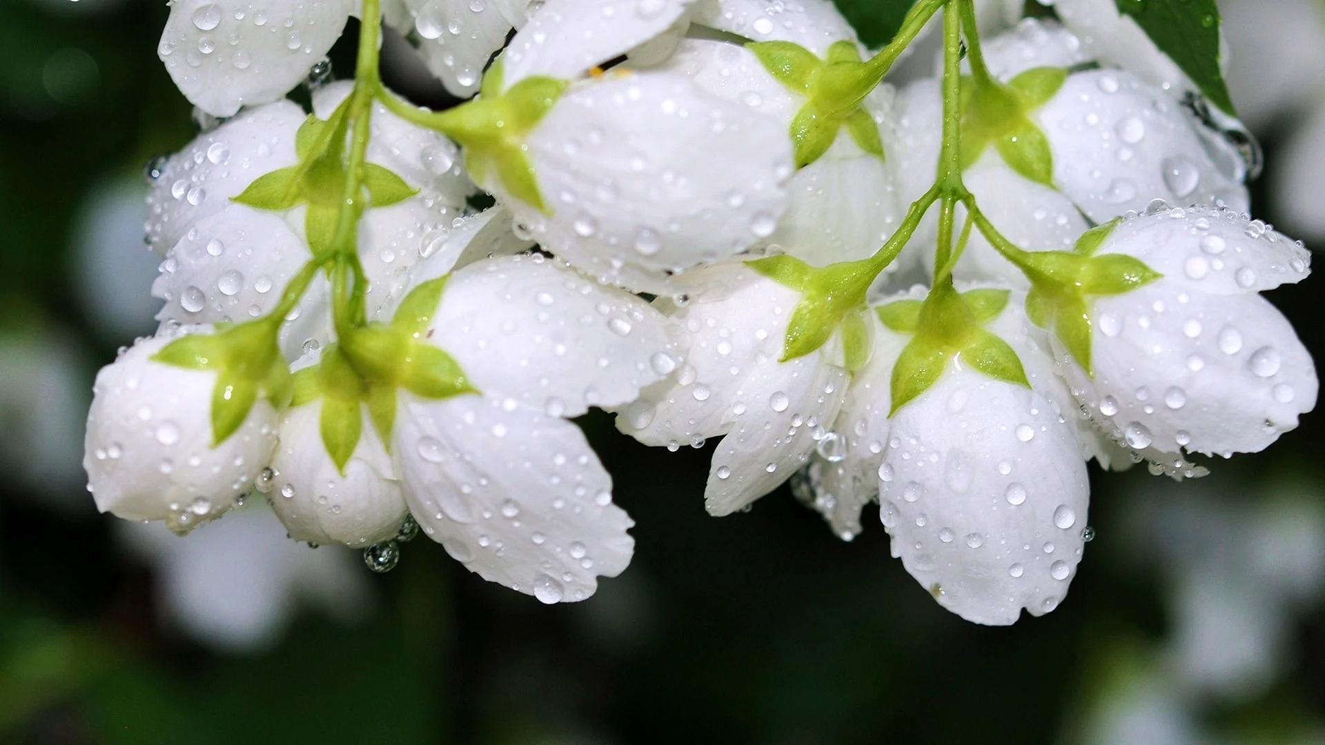 Jasmine Flower Water Wallpaper