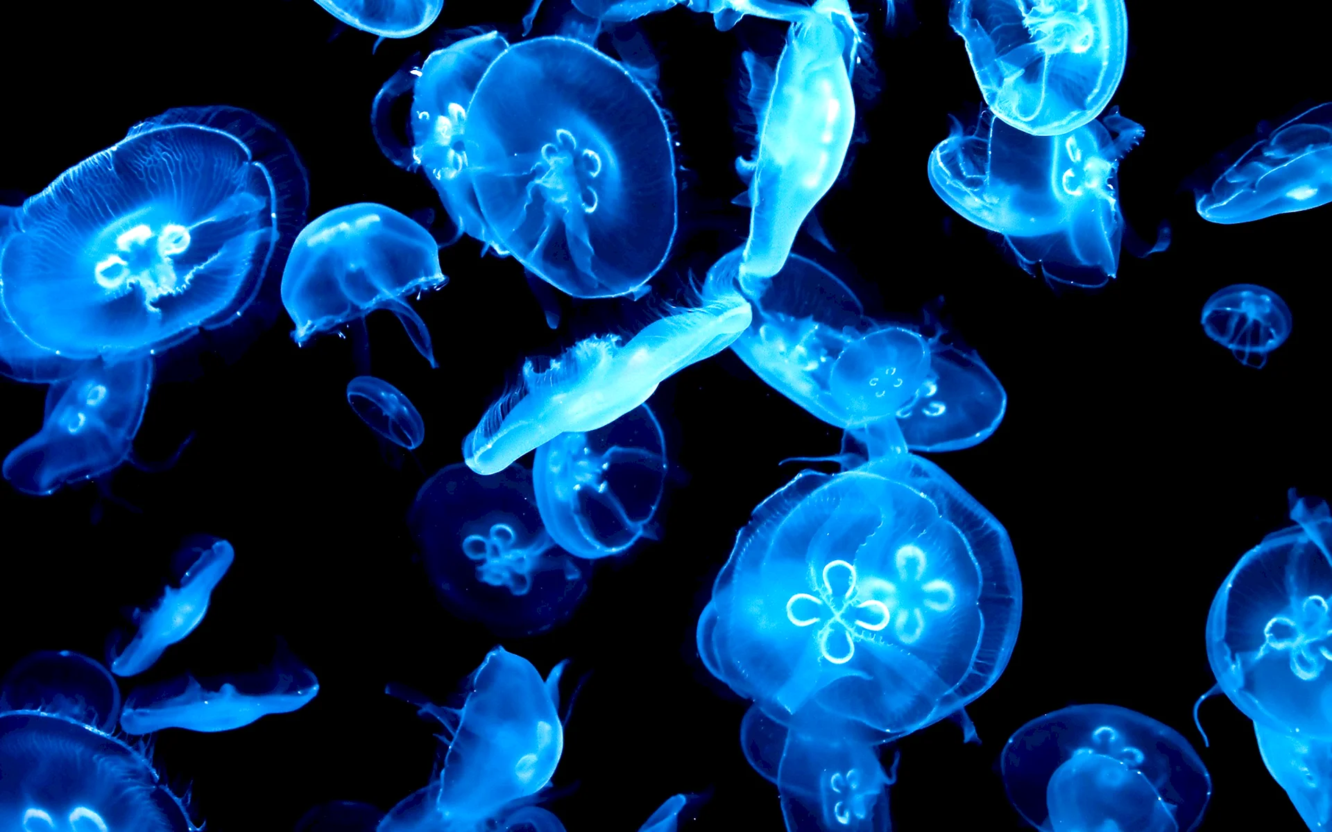 Jellyfish Live Wallpapers - WallpapersHigh