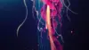 Jellyfish Art Wallpaper For iPhone