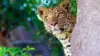 Jungle Leopard Wallpaper