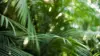 Jungle Palm Leaf Wallpaper