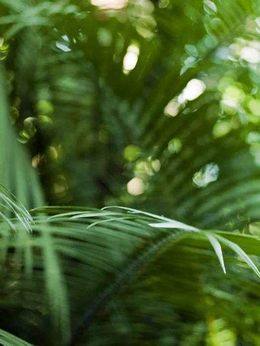 Jungle Palm Leaf Wallpaper