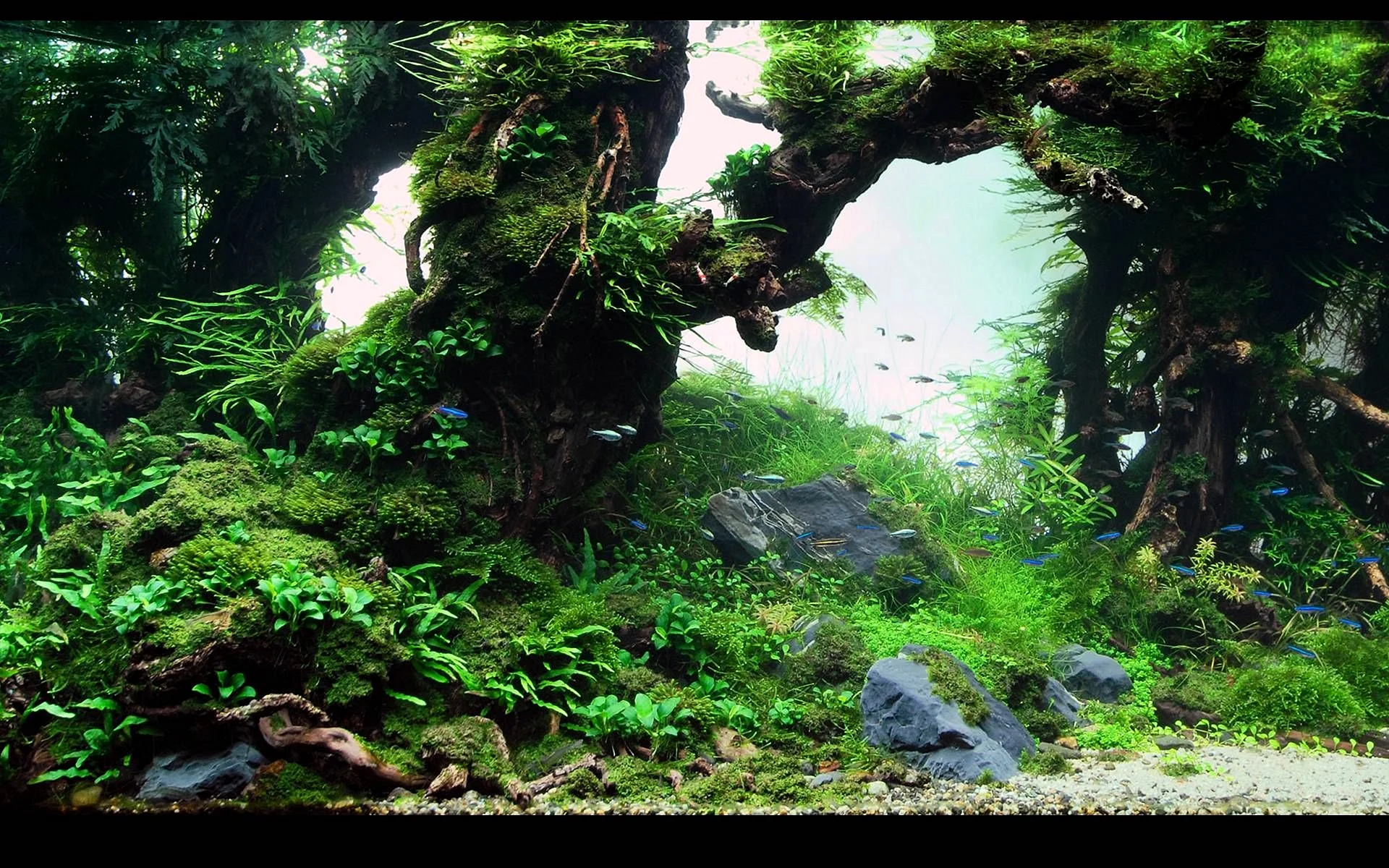 Jungle Forest Aquascape Wallpaper