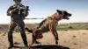K9 Military Dog Wallpaper