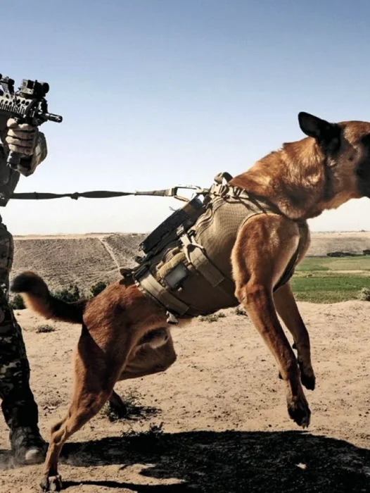 K9 Military Dog Wallpaper