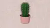 Kaktus HD Wallpaper