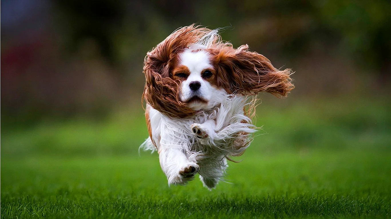 King Charles Spaniel Wallpaper